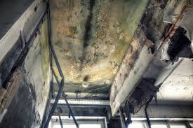 Best Environmental Consulting for Mold Prevention  in Howard, WI